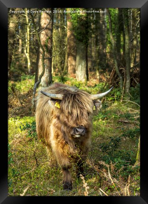 If You Go Down in the Woods Today Framed Print by Dave Rowlatt