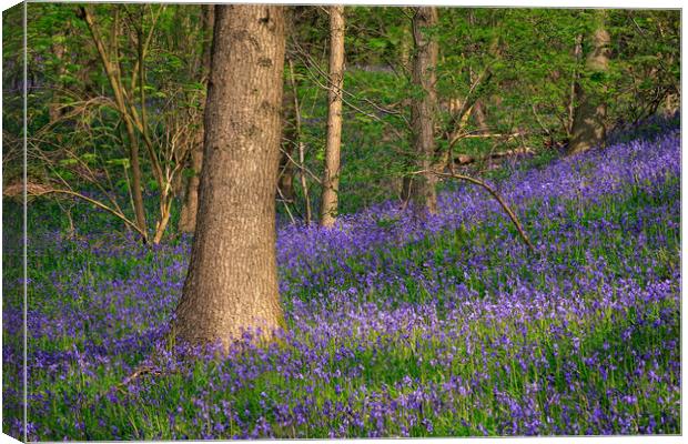 Bluebells  Canvas Print by chris smith