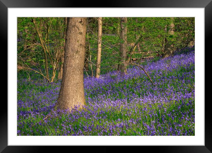 Bluebells  Framed Mounted Print by chris smith