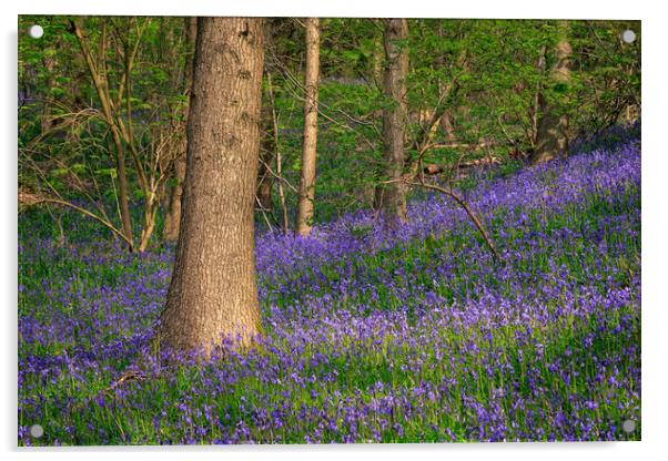 Bluebells  Acrylic by chris smith