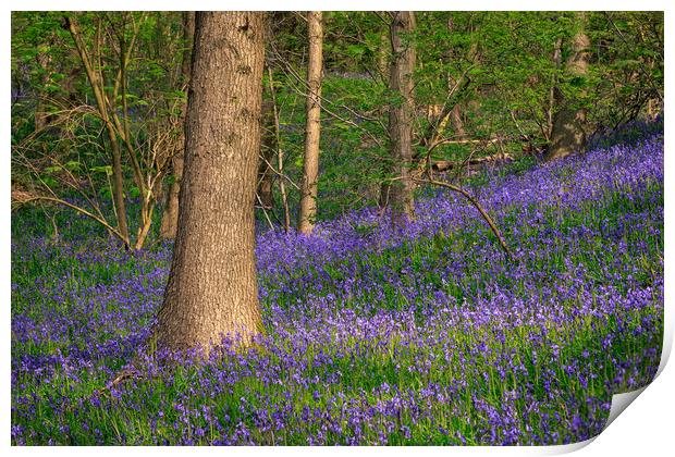 Bluebells  Print by chris smith
