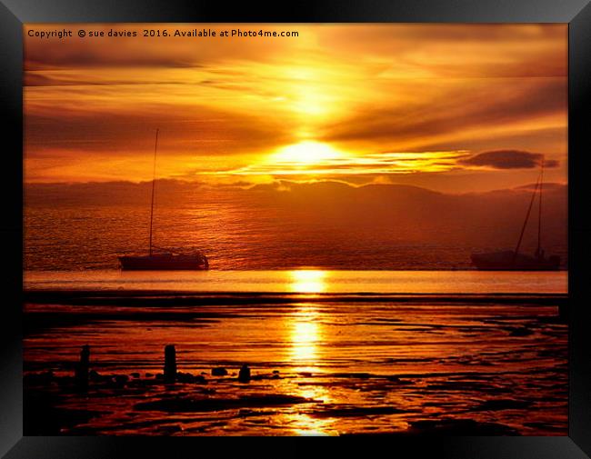 golden sunset Framed Print by sue davies