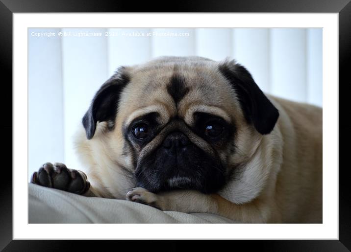 The posing Pug Framed Mounted Print by Bill Lighterness