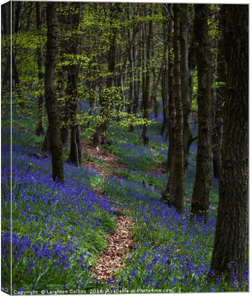 Bluebell trail at Margam woods  Canvas Print by Leighton Collins