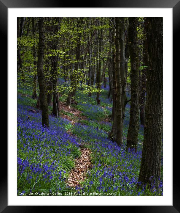 Bluebell trail at Margam woods  Framed Mounted Print by Leighton Collins