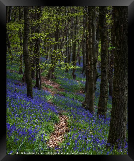 Bluebell trail at Margam woods  Framed Print by Leighton Collins