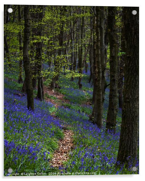 Bluebell trail at Margam woods  Acrylic by Leighton Collins
