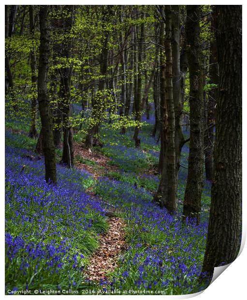 Bluebell trail at Margam woods  Print by Leighton Collins
