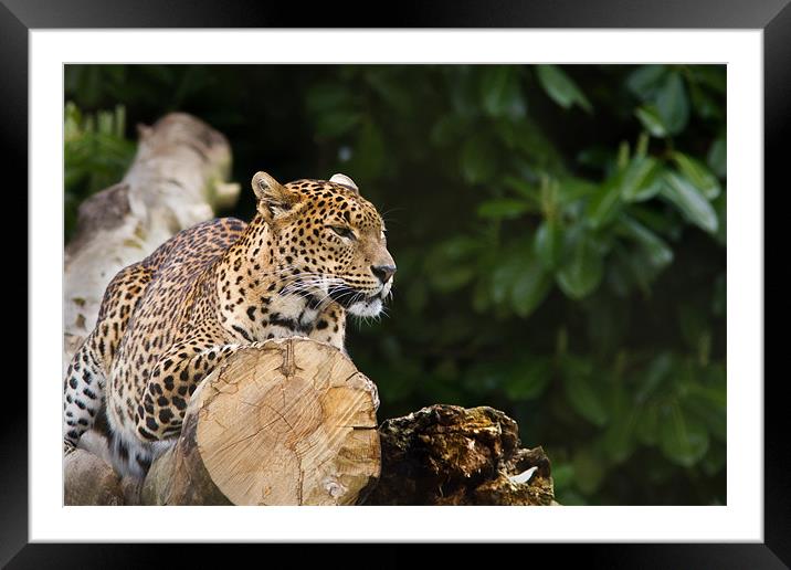 Sri lankan Leopard Framed Mounted Print by Simon Wrigglesworth