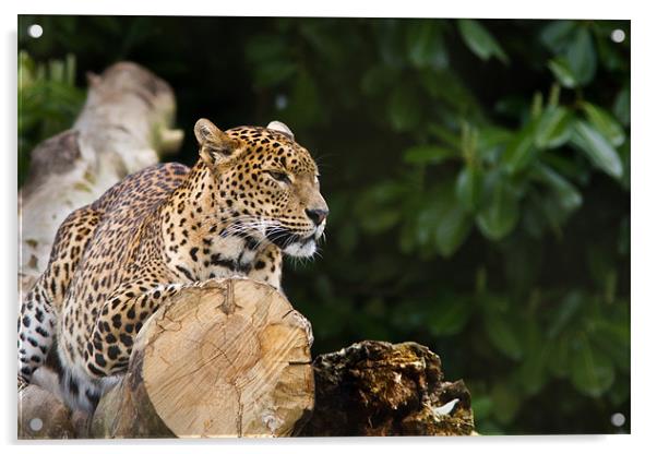 Sri lankan Leopard Acrylic by Simon Wrigglesworth