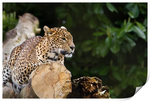 Sri lankan Leopard Print by Simon Wrigglesworth