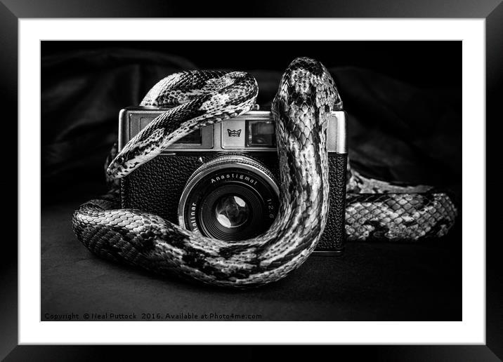 Snake Photography Framed Mounted Print by Neal P