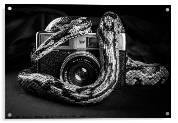 Snake Photography Acrylic by Neal P