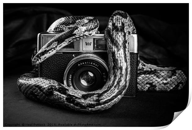 Snake Photography Print by Neal P
