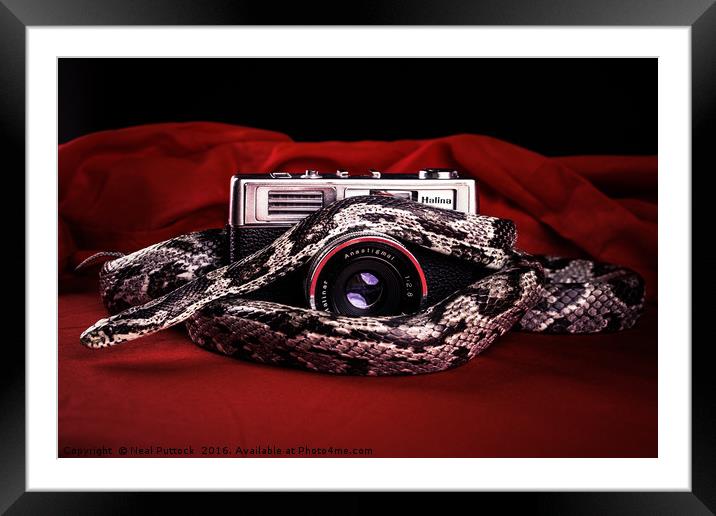Snake on a Lens Framed Mounted Print by Neal P