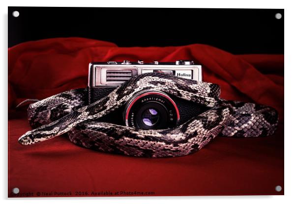 Snake on a Lens Acrylic by Neal P