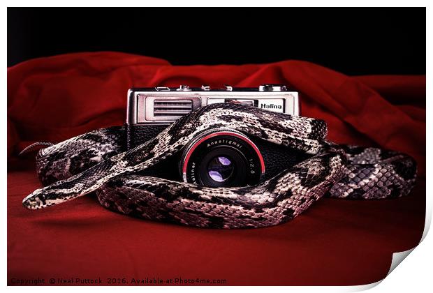Snake on a Lens Print by Neal P