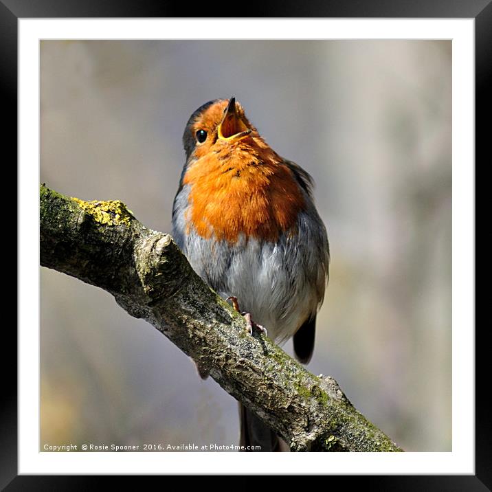 Robin singing on a sunny day Framed Mounted Print by Rosie Spooner