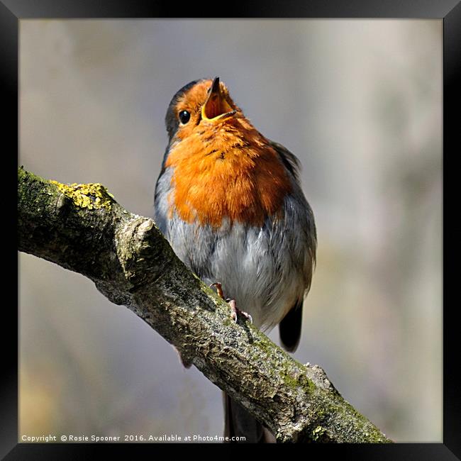 Robin singing on a sunny day Framed Print by Rosie Spooner