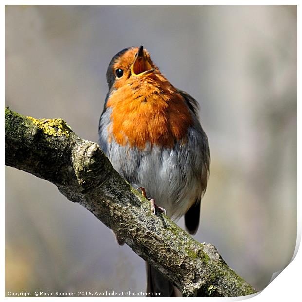 Robin singing on a sunny day Print by Rosie Spooner