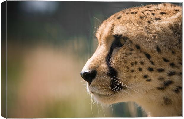 Cheetah Profile Canvas Print by Simon Wrigglesworth