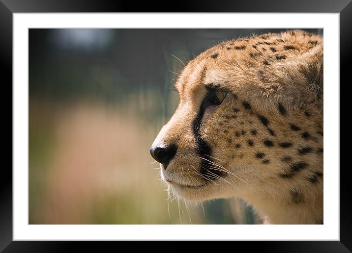 Cheetah Profile Framed Mounted Print by Simon Wrigglesworth