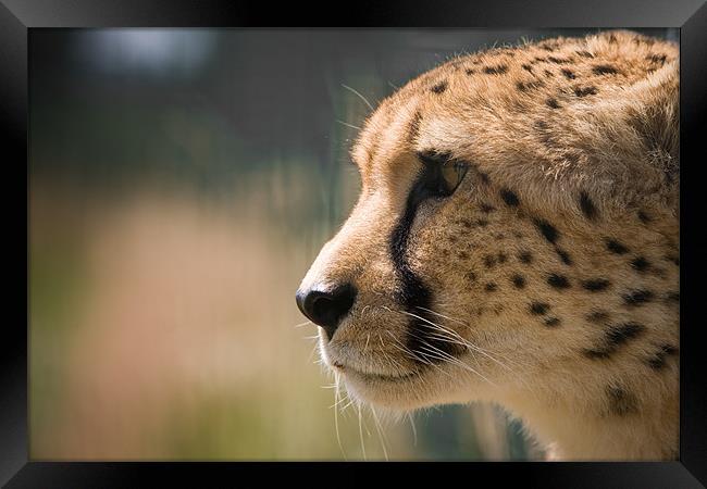 Cheetah Profile Framed Print by Simon Wrigglesworth