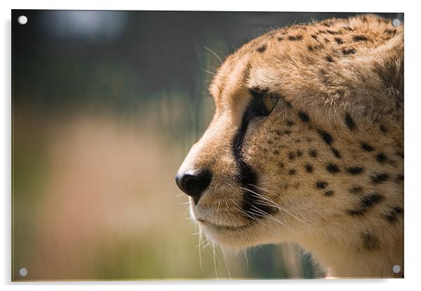 Cheetah Profile Acrylic by Simon Wrigglesworth
