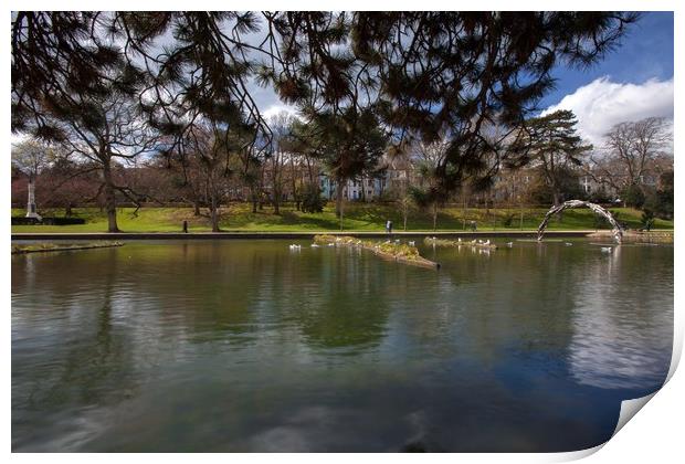 Peering under the trees Print by Stephen Prosser