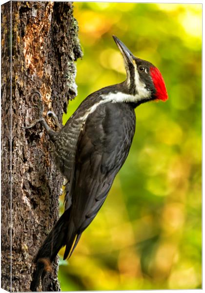 Female Pileated Woodpecker No. 2 Canvas Print by Belinda Greb