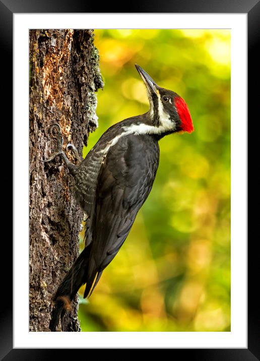 Female Pileated Woodpecker No. 2 Framed Mounted Print by Belinda Greb