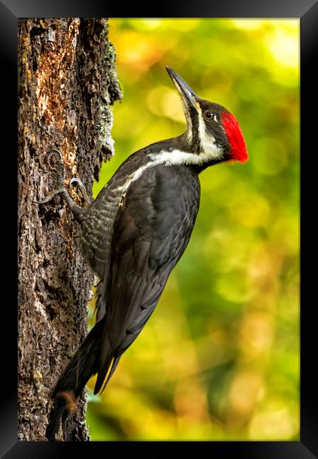 Female Pileated Woodpecker No. 2 Framed Print by Belinda Greb