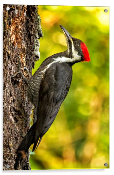 Female Pileated Woodpecker No. 2 Acrylic by Belinda Greb