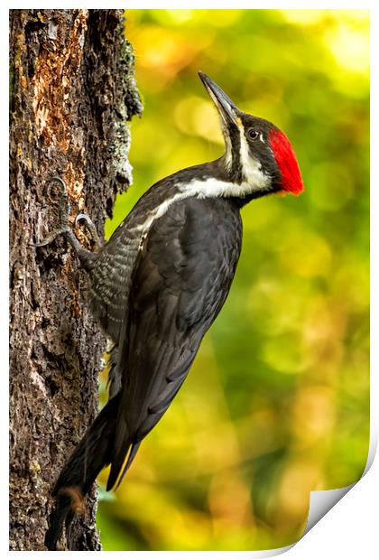 Female Pileated Woodpecker No. 2 Print by Belinda Greb