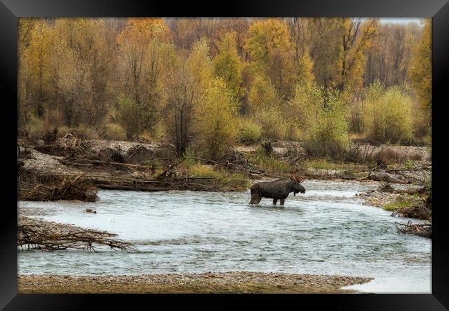 Moose Mid-stream - Grand Tetons NP Framed Print by Belinda Greb