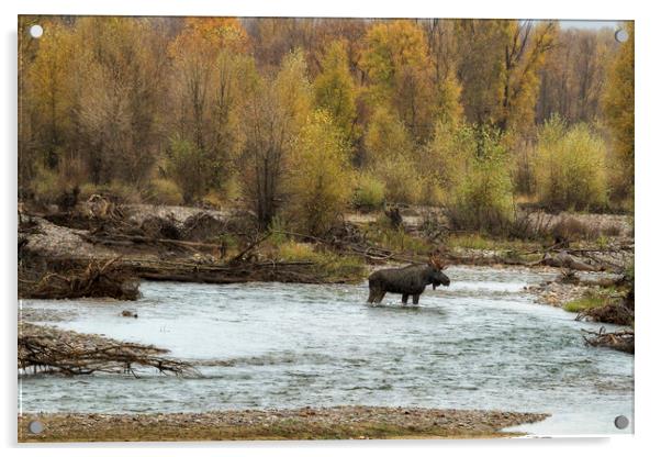 Moose Mid-stream - Grand Tetons NP Acrylic by Belinda Greb