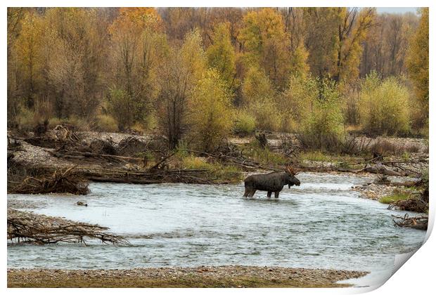 Moose Mid-stream - Grand Tetons NP Print by Belinda Greb