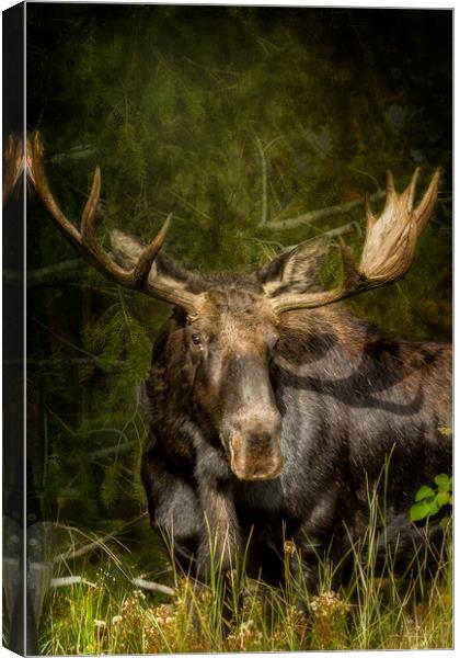 The Bull Moose Canvas Print by Belinda Greb