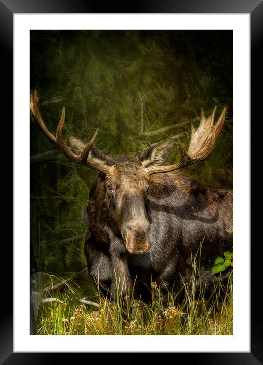 The Bull Moose Framed Mounted Print by Belinda Greb