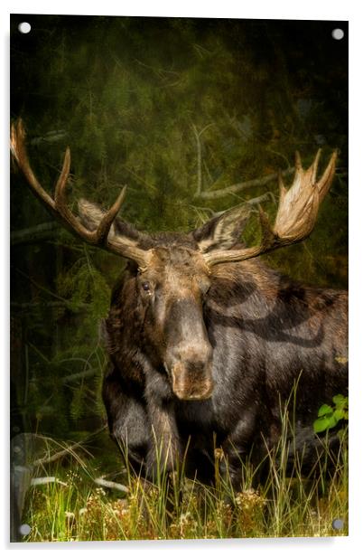 The Bull Moose Acrylic by Belinda Greb