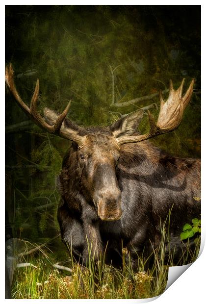 The Bull Moose Print by Belinda Greb