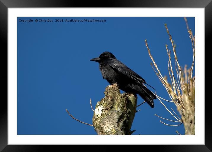 A Crow Framed Mounted Print by Chris Day