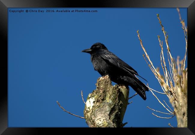A Crow Framed Print by Chris Day