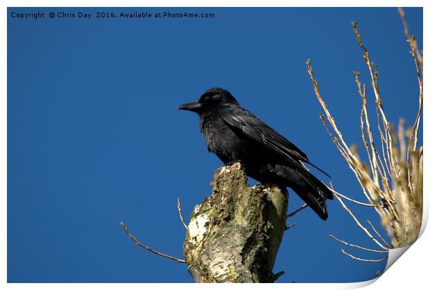 A Crow Print by Chris Day