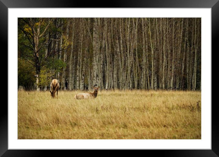 Cow Elk Resting Framed Mounted Print by Belinda Greb