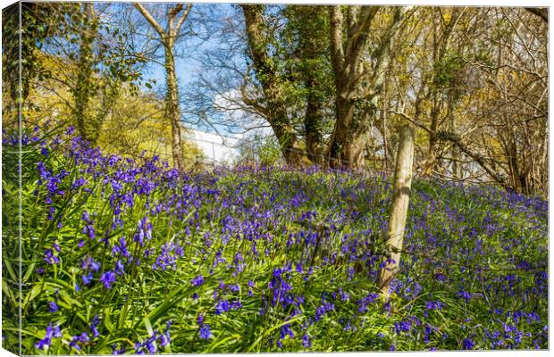 Bluebells and Barb Wire Canvas Print by Wight Landscapes