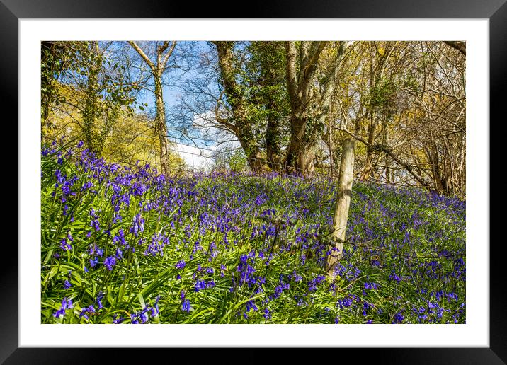 Bluebells and Barb Wire Framed Mounted Print by Wight Landscapes