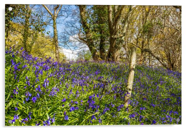 Bluebells and Barb Wire Acrylic by Wight Landscapes