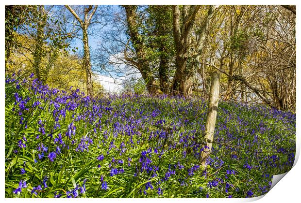 Bluebells and Barb Wire Print by Wight Landscapes