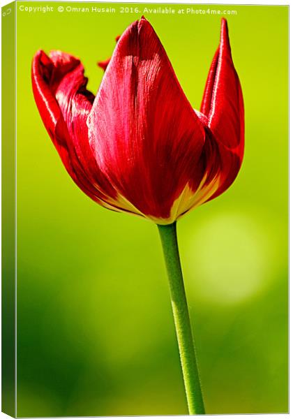 Spring Red Tulip Canvas Print by Omran Husain